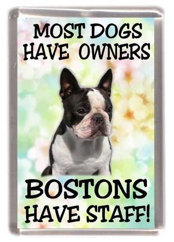Boston terrier dog - dog, fridge
