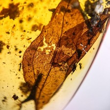 Leaf in Burmese / Burmite