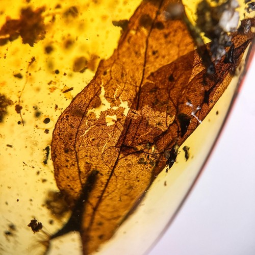 Leaf burmese burmite - in, /