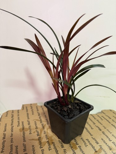 Cymbidium ensifolium hong cao - cymbidium, 'hong