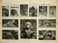 1903 PRINT ARTICLE ZOOLOGICAL GARDENS ZOO CHIMPANZEE POLAR BAR MACAW PARROT