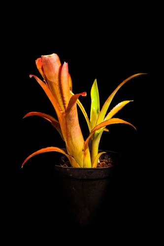 Bromeliad billbergia elegans - billbergia, "elegans"