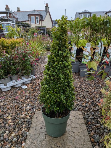 Buxus sempervirens pyramid - buxus,