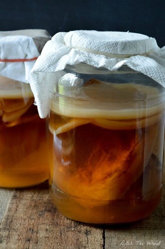 Organic kombucha starter scoby - organic,