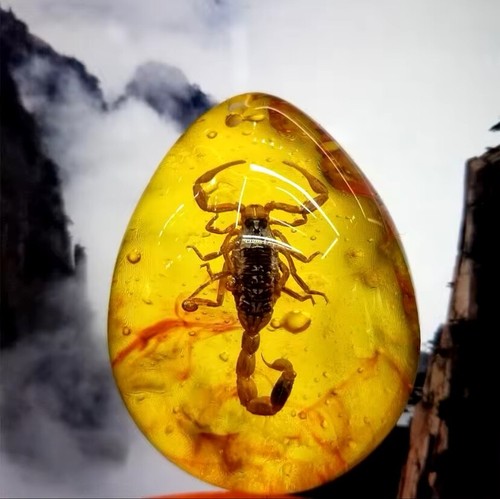 Scorpion polybern - scorpion,