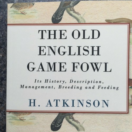 Game fowl poultry - game,