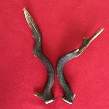 FANCY FALLOW DEER ANTLER 265g