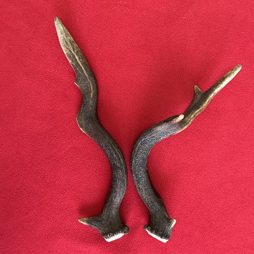 Fancy fallow deer antler 265g - fallow,