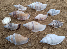 10 x Strombus Urceus Bear