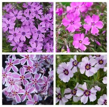 Phlox plug plants trailing
