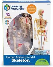 Skeleton Anatomy Model - Build knowledge of the human skeleton