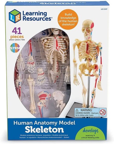 Skeleton anatomy model build - anatomy,