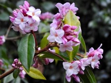 Daphne bholua Jaqueline