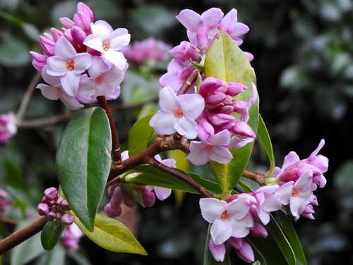 Daphne bholua jaqueline - daphne,