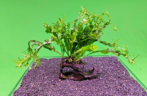 Java fern windelov small - java,