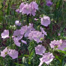 Lavatera Lilac Lady in 2L pot