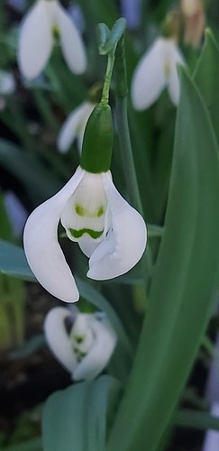 Galanthus moses basket - galanthus,