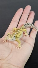 Realistic Leopard Gecko