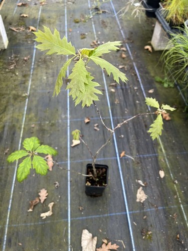 Red oak tree 40cm quercus - oak,