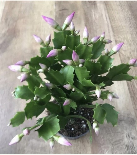 Christmas cactus pink - christmas,
