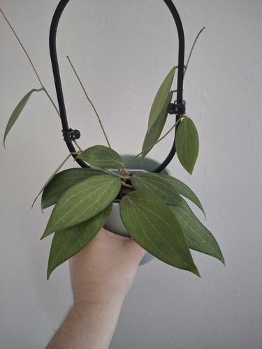 Hoya merrillii fresh 2 - hoya, |
