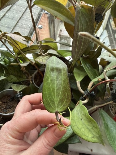 Hoya nicholsoniae budabadoo - nicholsoniae,
