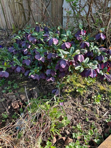 Dark hellebore orientalis - 20,