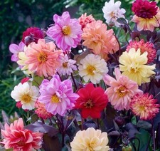6 Dahlia Diablo Mixed Plants |