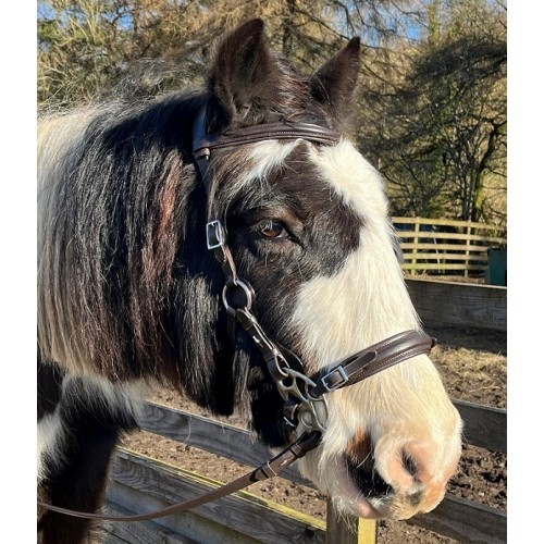 Calli butterfly hackamore - calli,
