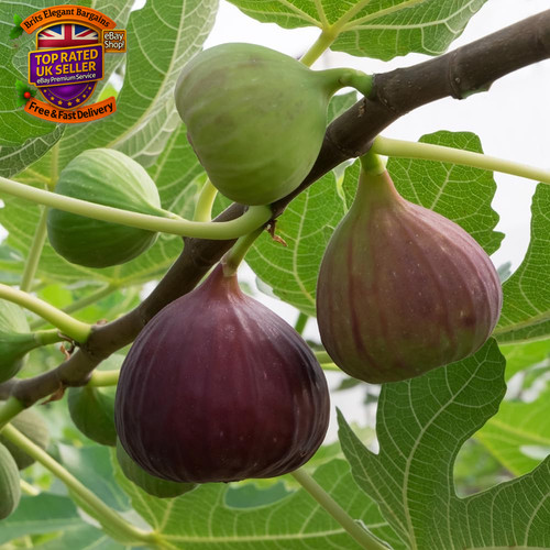 Fig tree brown - 'brown, turkey'