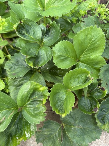 Strawberry plants ready - strawberry,
