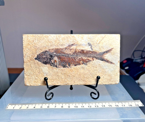 Knightia fossil fish - , on