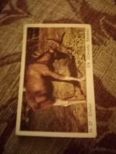 Ptfolder Trade Card Dandy Gum