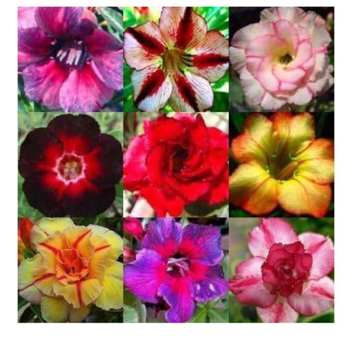 Adenium obesum mixed - mixed,