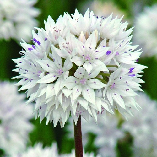 Allium graceful beauty 10 - graceful, beauty-
