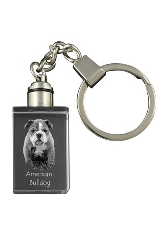 American bulldog - american, bulldog,