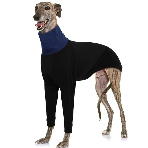 Iecoii greyhound jumpers dog - iecoii, jumpers,dog