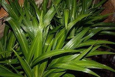 Chlorophytum comosum Lemon