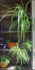 1 Spider Plant - Chlorophytum