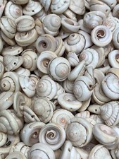 Seashells, Drilled, for Craft