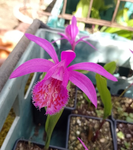 Orchid plants pleione - 3x,