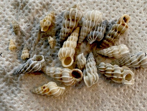 Natural wentletrap - natural,