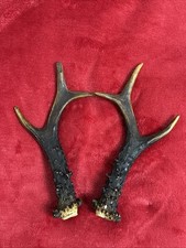 PAIR OF ROE DEER ANTLERS 