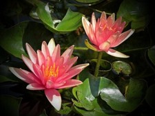 Little Sue Dwarf small pond