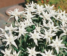 Edelweiss Leonopodium Alpinum