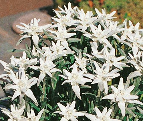 Edelweiss leonopodium alpinum - leonopodium,