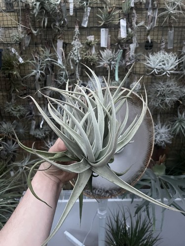 Tillandsia barfusii paraguay - tillandsia,
