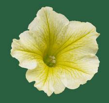 PETUNIA SURFINIA x12 "Yellow"