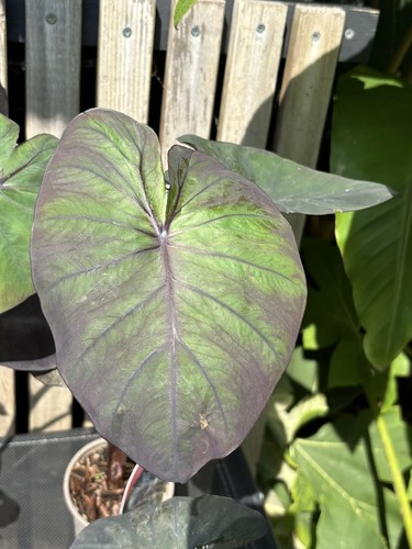 Colocasia black coral - colocasia, 'black