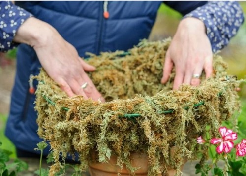 Welsh sphagnum moss natural - sphagnum,